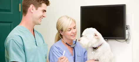 Dog and veterinarians. Photo: Shutterstock